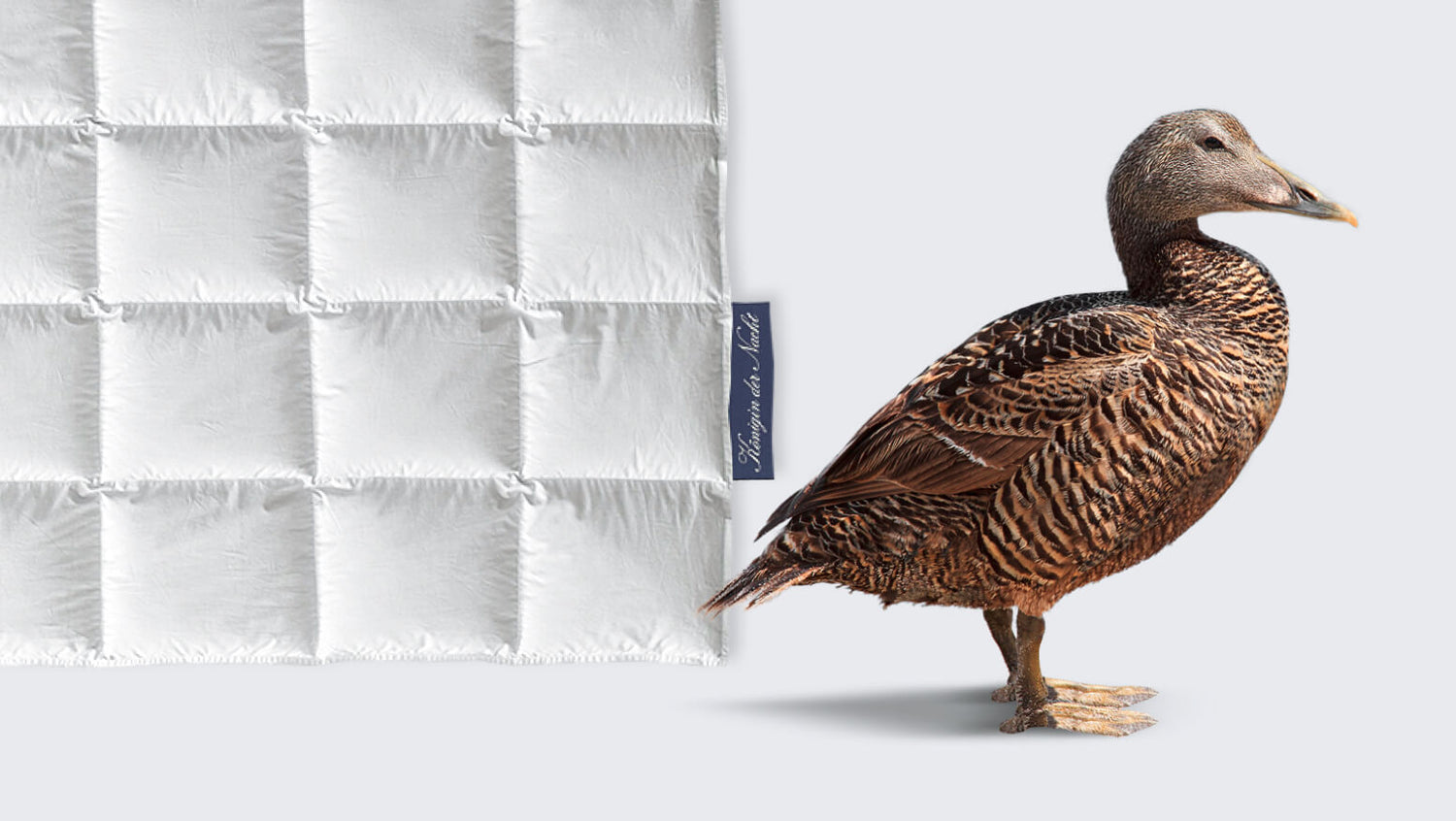 Eiderdaune Exclusive